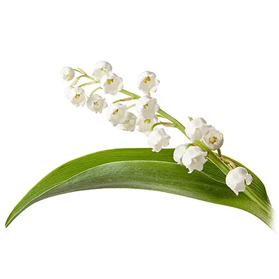lily of the valley.webp
